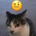 hmm_cat