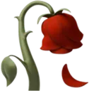 wilted_rose_apple