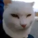 erm