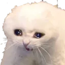 catscreamcry