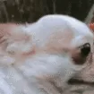 Doggo