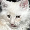 CosmoBlep1 CosmoBlep1