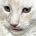 CosmoBlep2