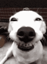 goodboy Discord emoji