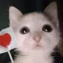 cat_candyheart