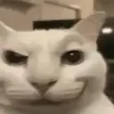 cat_smug