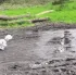 explodedog