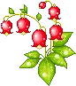 RedFlowers