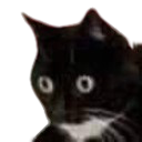 cat_oh_no Discord emoji