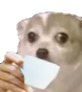 dog_coffee Discord emoji