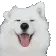 dog_happy dog_happy