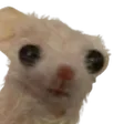 Erik