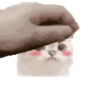 kittypets