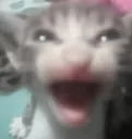 kittyy