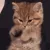 catpaws_hazed
