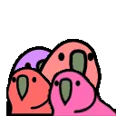 quad_parrot
