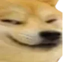 Noty_doge