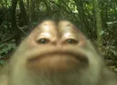 munke