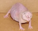 Rat