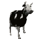 cowjam