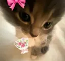 bunny_awie