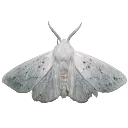 w_moth2