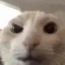 ca_catwth