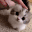 pA_cutecatpet Discord emoji