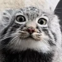 LordDunzert LordDunzert