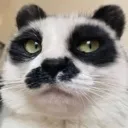 pander