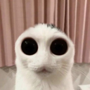 cat_stare_c Discord emoji