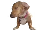 dogsideeye Discord emoji