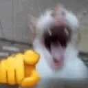 laughingcat