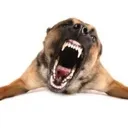 HOUNDATTACK