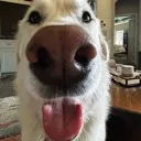 happyboosh