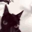 catnegro animated emote - Las Patas de Vaporeon