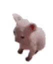 gatobaile animated GIF emoji | Las Patas de Vaporeon
