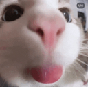 buu Discord Emoji | Las Patas de Vaporeon