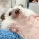 oki