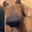 FlazlongDog