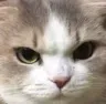 CatMadd