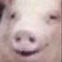 :svin: