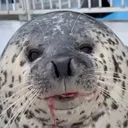 SC2_Seal_goober