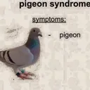 exclamationmarkpigeon