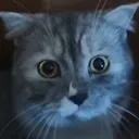 warcat