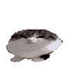 :wawa:
