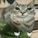 10655watermeloncat