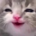13388cathappy