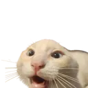 59438cat