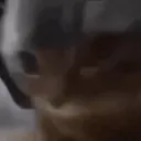 catchipcip